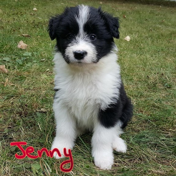 Lunaliahund Jenny